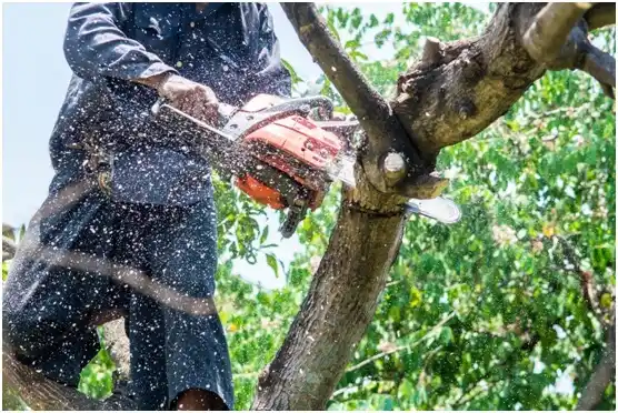 tree services Eufaula